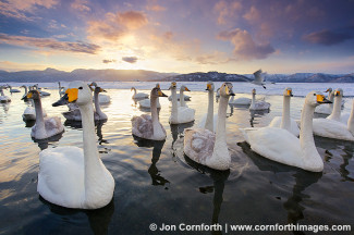 Kussharo Swans Sunset 4