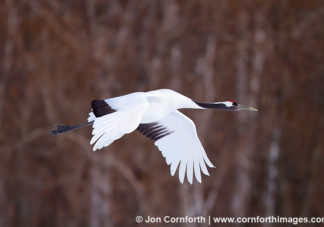 Red-Crowned Crane 11