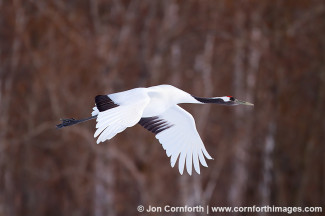Red-Crowned Crane 11