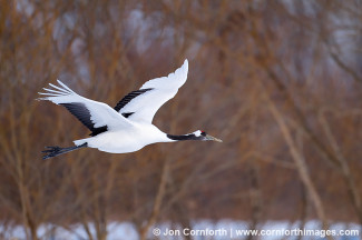 Red-Crowned Crane 12