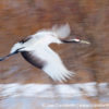 Red-Crowned Crane 13