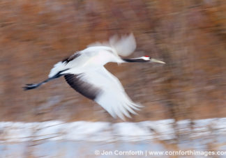 Red-Crowned Crane 13