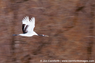 Red-Crowned Crane 16