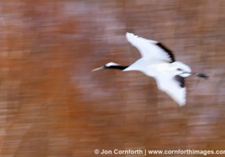 Red-Crowned Crane 17