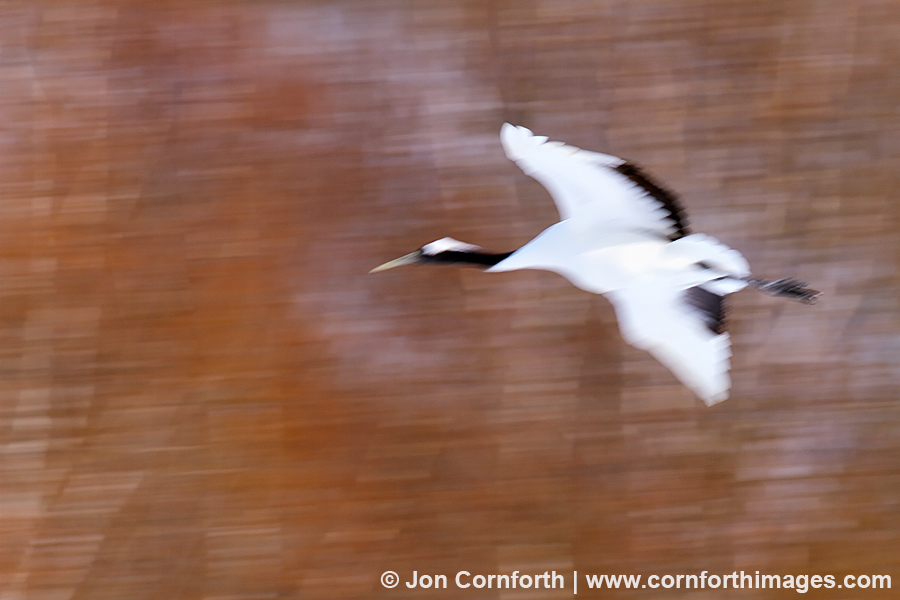 Red-Crowned Crane 17