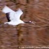 Red-Crowned Crane 18