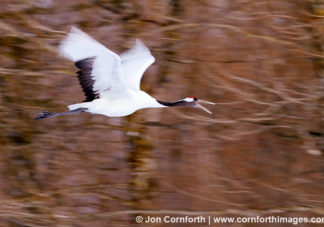 Red-Crowned Crane 18
