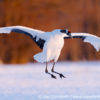 Red-Crowned Crane 19