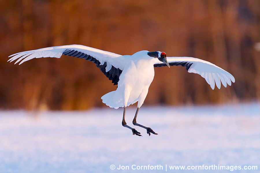 Red-Crowned Crane 19