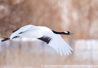 Red-Crowned Crane 2