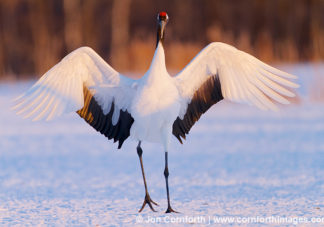 Red-Crowned Crane 20