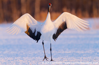 Red-Crowned Crane 20