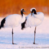 Red-Crowned Crane 21