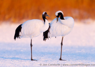 Red-Crowned Crane 21