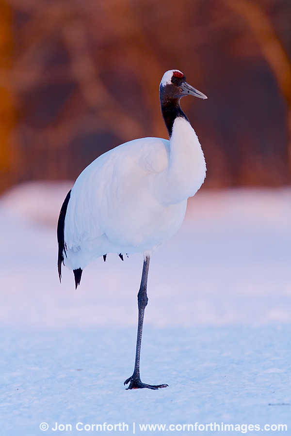 Red-Crowned Crane 22