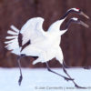 Red-Crowned Crane 23