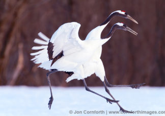 Red-Crowned Crane 23