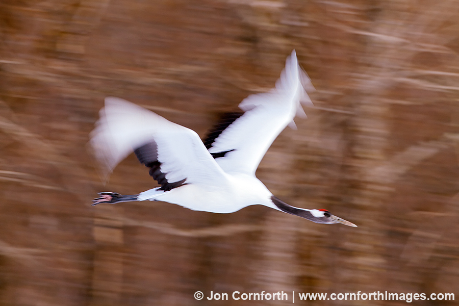 Red-Crowned Crane 24