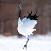 Red-Crowned Crane 25