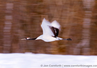 Red-Crowned Crane 26