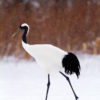 Red-Crowned Crane 27