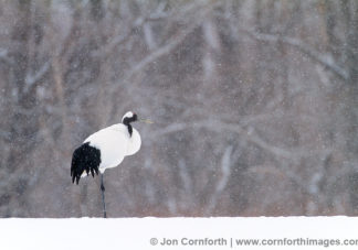 Red-Crowned Crane 28