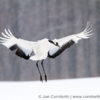 Red-Crowned Crane 29