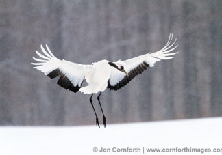 Red-Crowned Crane 29
