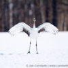 Red-Crowned Crane 3