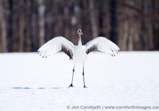 Red-Crowned Crane 3