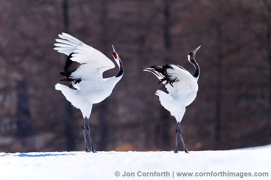 Red-Crowned Crane 30