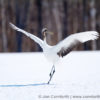 Red-Crowned Crane 31