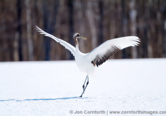 Red-Crowned Crane 31