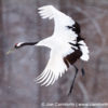 Red-Crowned Crane 33