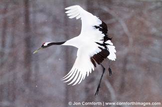 Red-Crowned Crane 33