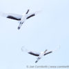 Red-Crowned Crane 34