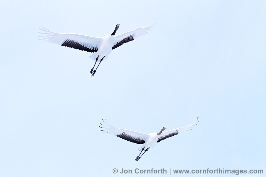 Red-Crowned Crane 34