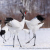 Red-Crowned Crane 4