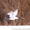 Red-Crowned Crane 5