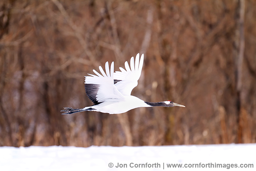 Red-Crowned Crane 5