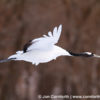 Red-Crowned Crane 6