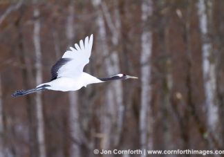 Red-Crowned Crane 7