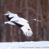 Red-Crowned Crane 8