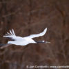 Red-Crowned Crane 9