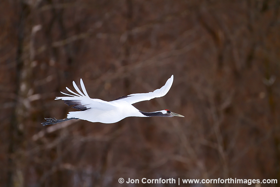 Red-Crowned Crane 9