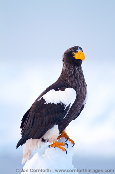 Steller's Sea Eagle 32