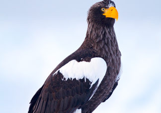 Steller's Sea Eagle 32