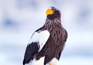 Steller's Sea Eagle 33