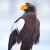 Steller's Sea Eagle 34