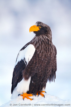 Steller's Sea Eagle 34